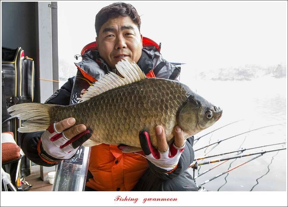 제일 47 cm 대물실리곡한버들 마릿수 월척 조황 (조황조행기 - 특파원조황)