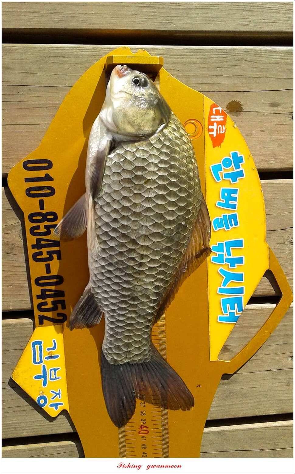 한버들 395 cm 및 마릿수 월척 조황 (조황조행기 - 특파원조황)