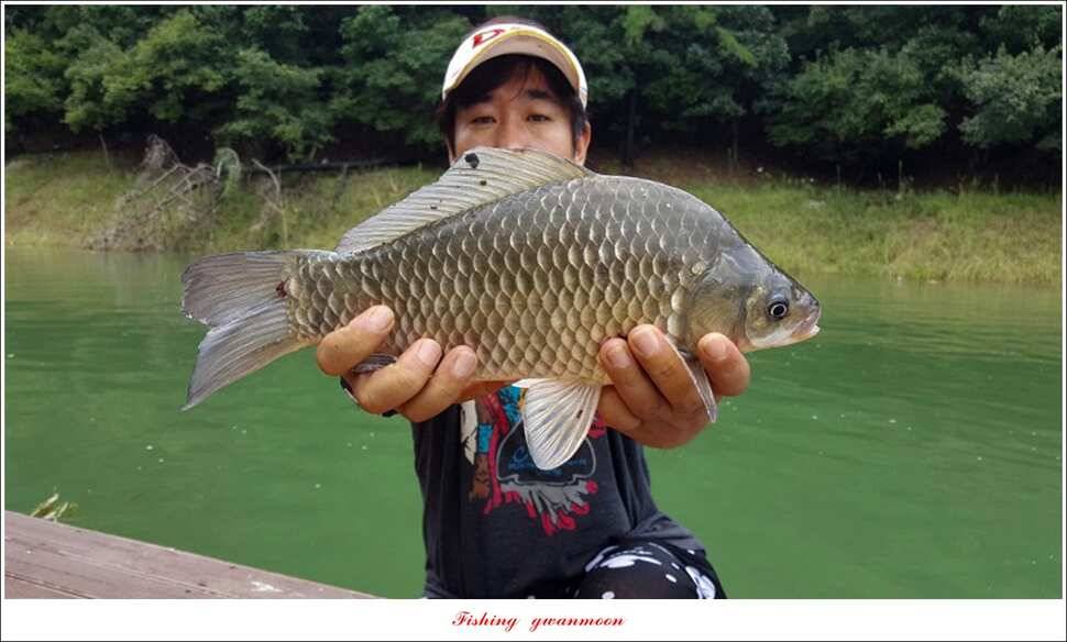 청풍 신리 사짜 및 마릿수 월척칠성지 월척 조황 (조황조행기 - 특파원조황)
