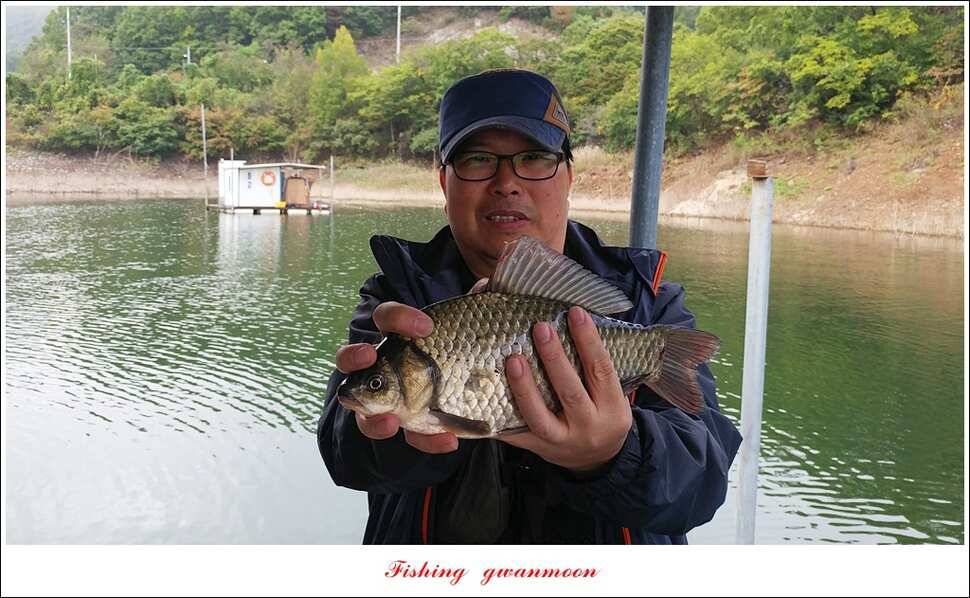 돌감 42cm한버들늘푸른병호달천강 월척 조황 (조황조행기 - 특파원조황)