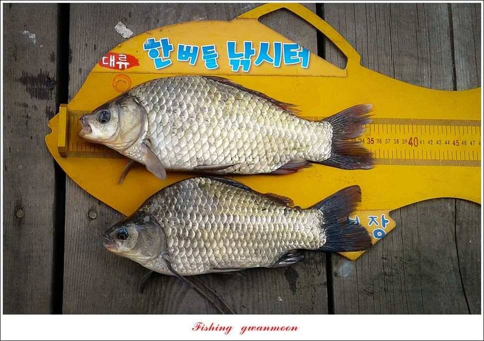 신매실리곡한버들 월척 조황 (조황조행기 - 특파원조황)