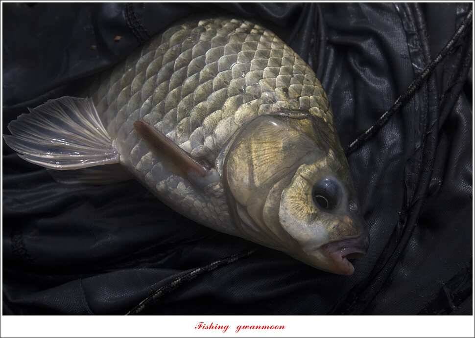 신매 42 cm 혹부리 대물돌감신리실리곡 월척 조황 (조황조행기 - 특파원조황)