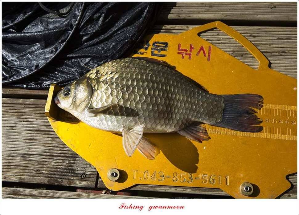칠성지 사짜화곡지 신매 실리곡 월척 조황 (조황조행기 - 특파원조황)