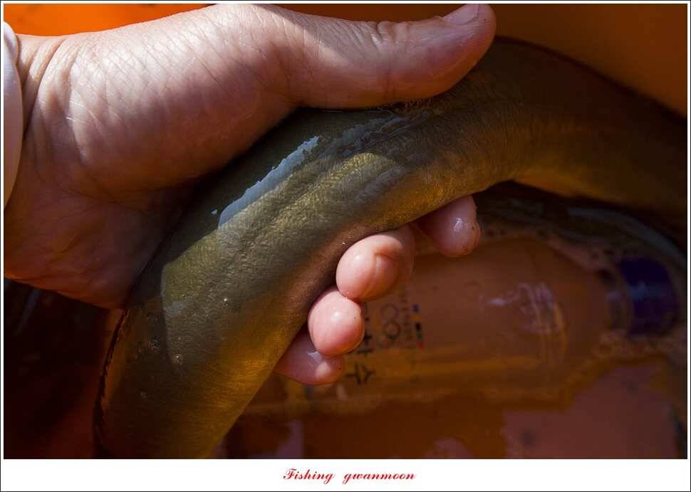 병호 장어 호조황실리곡 마릿수 월척 조황 (조황조행기 - 특파원조황)