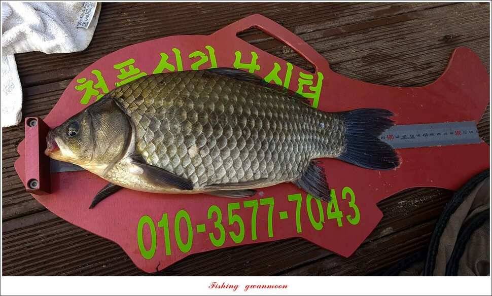 청풍 신리 사짜실리곡제일화곡지 사짜 조황 (조황조행기 - 특파원조황)