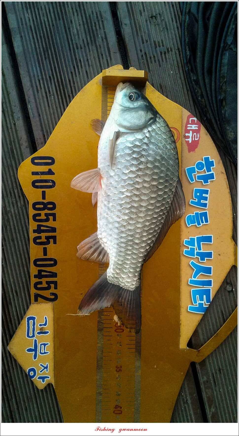 신매한버들화곡지 월척 조황 (조황조행기 - 특파원조황)