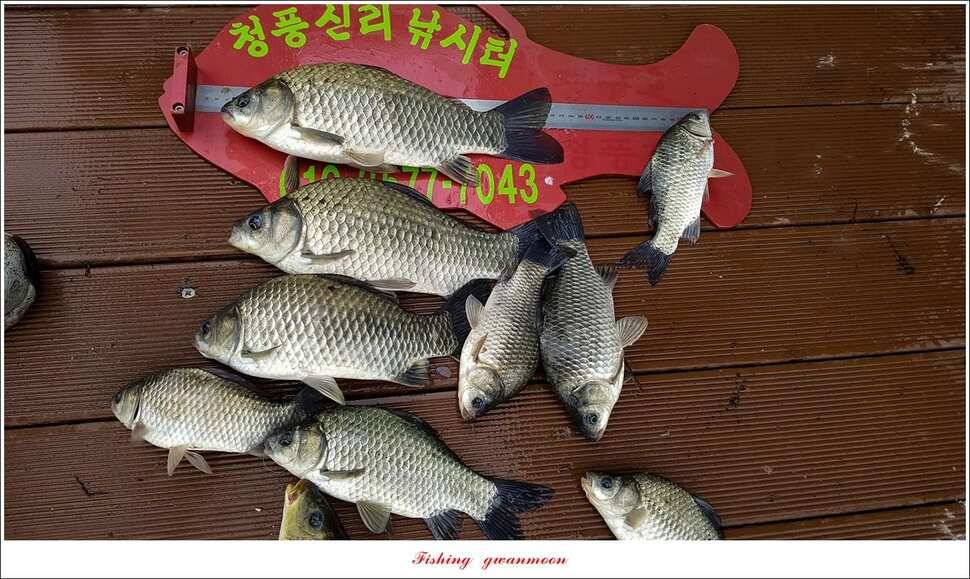 신매 42 cm 혹부리 대물돌감신리실리곡 월척 조황 (조황조행기 - 특파원조황)