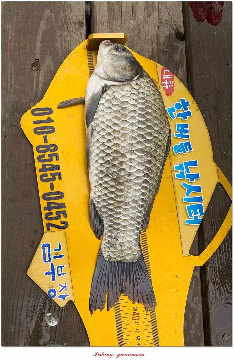 한버들 사짜 및 월척 조황 (조황조행기 - 특파원조황)
