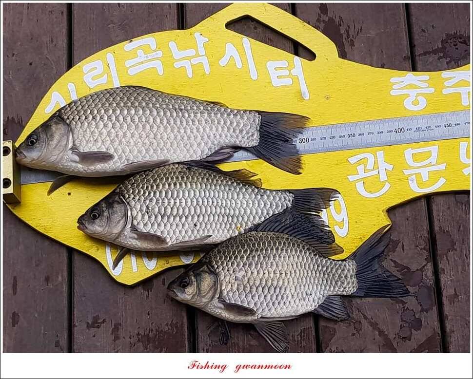 한버들 허리급실리곡 월척 및 마릿수 조황 (조황조행기 - 특파원조황)