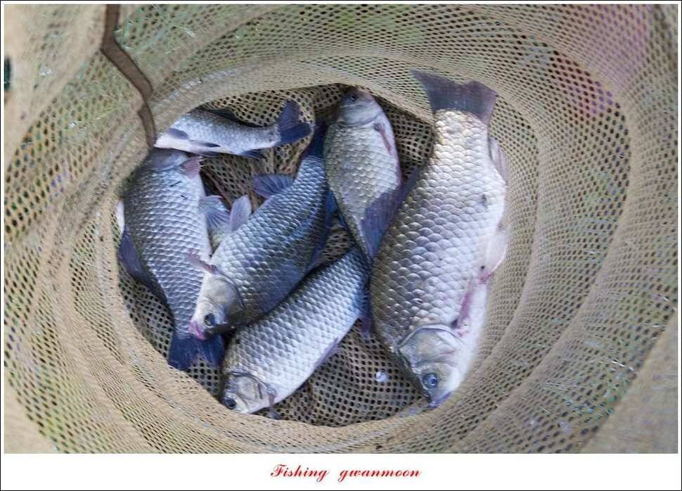 신매 사짜매전지 대물한버들 월척 조황 (조황조행기 - 특파원조황)