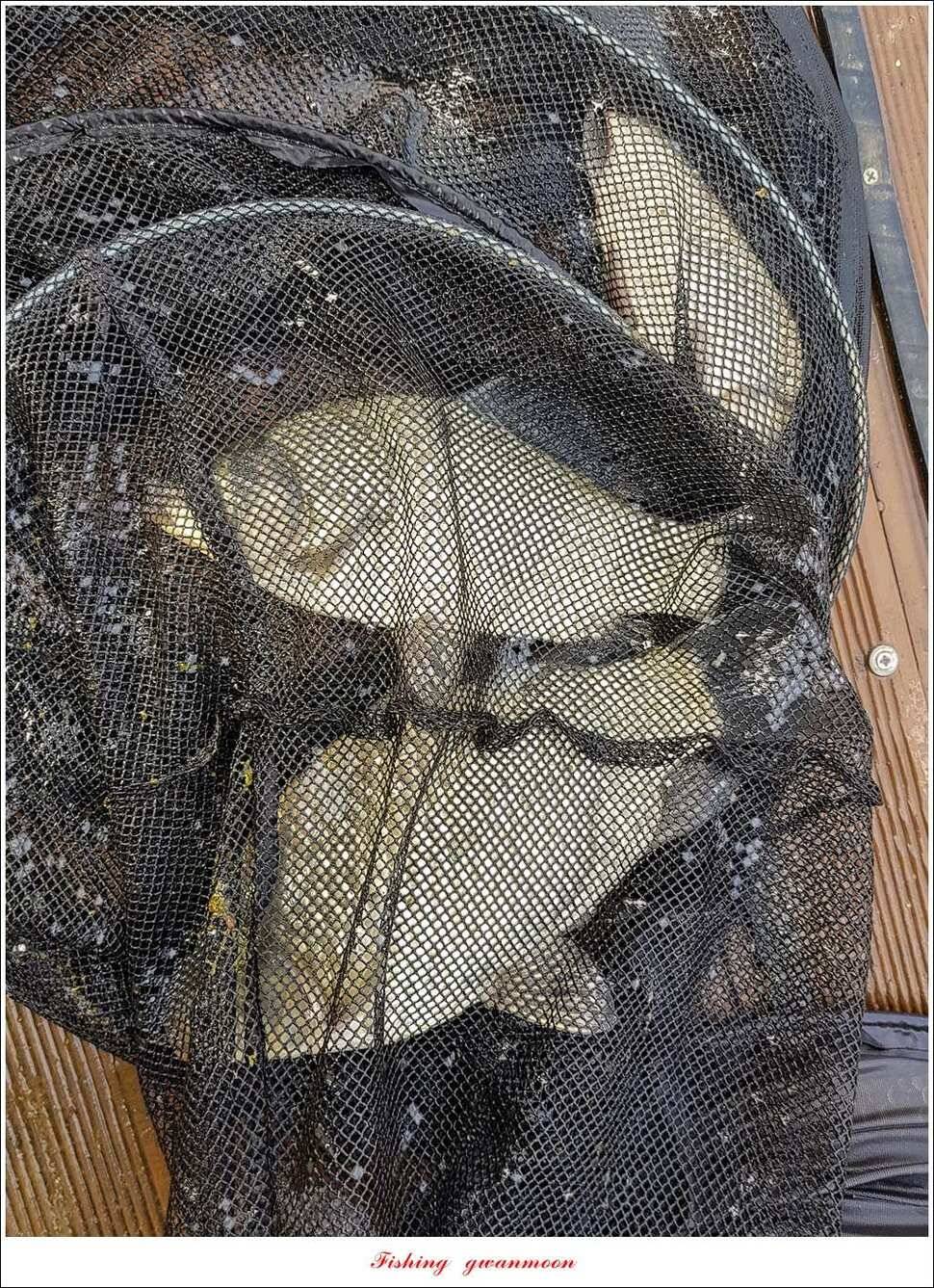 신매 42 cm 돌감 허리급한버들실리곡달천강 월척 조황 (조황조행기 - 특파원조황)