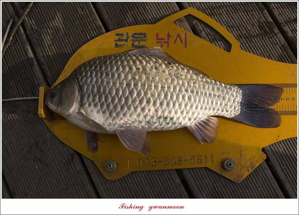 신매 415 cm실리곡 허리급 및 마릿수 월척 (조황조행기 - 특파원조황)