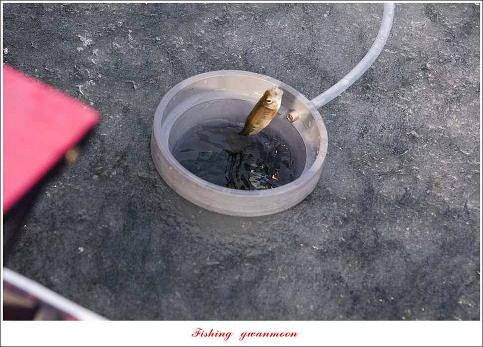 충주권 빙어 낚시 (조황조행기 - 특파원조황)