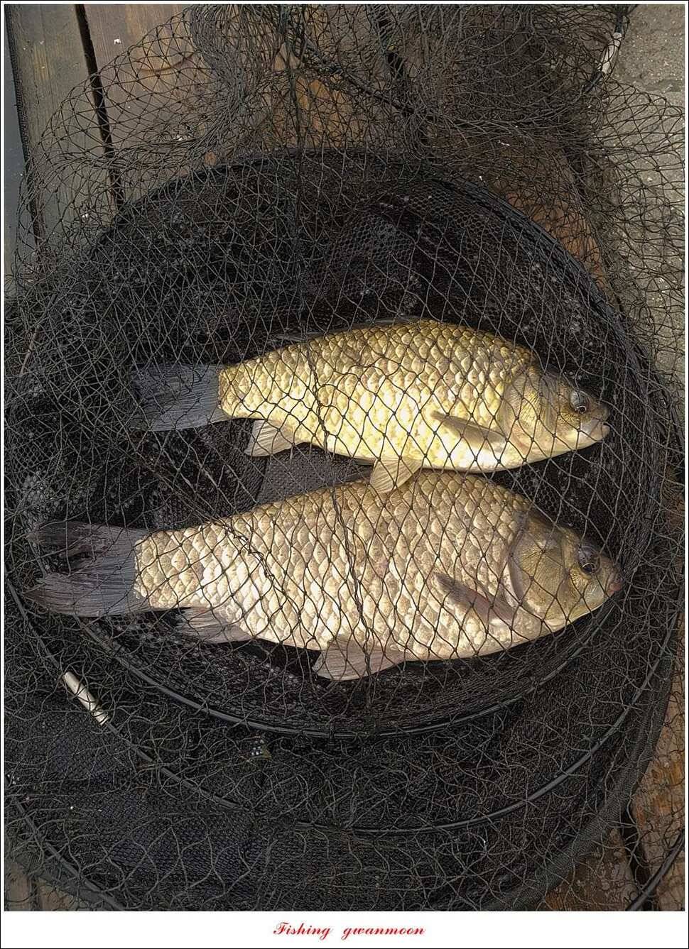 돌감 40 cm40 cm신리 42 cm 화곡지 사짜 조황 (조황조행기 - 특파원조황)