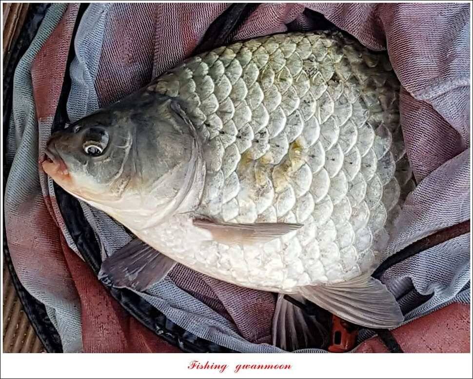신매 혹부리 445 cm병호 41 cm실리곡한버들두무소 월척 조황 (조황조행기 - 특파원조황)