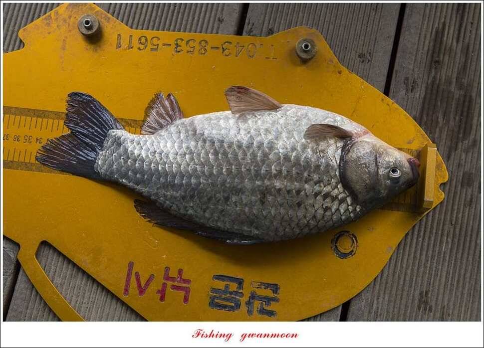 제일 낚시터 월척 조황 (조황조행기 - 특파원조황)