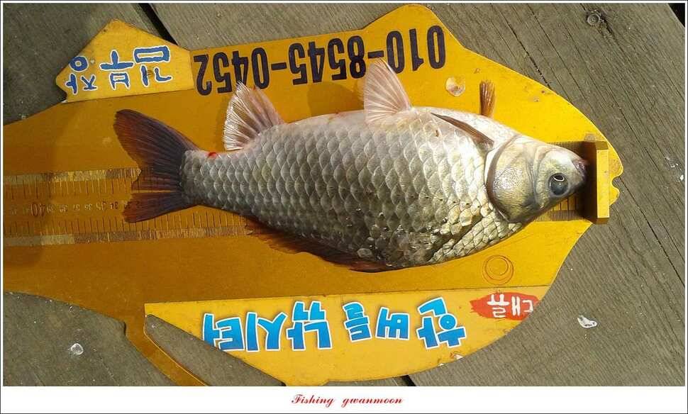 신매 42 cm 외 충주호 조황 (조황조행기 - 특파원조황)
