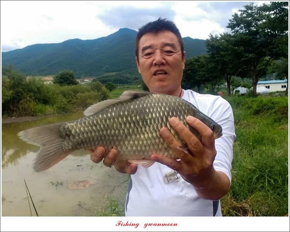 병호실리곡칠성지 허리급 월척 조황 (조황조행기 - 특파원조황)