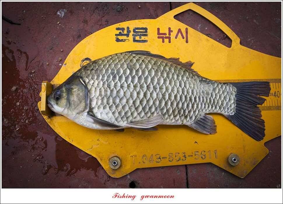 한버들 405 cm제일 39 cm실리곡 월척 및 마릿수 노지 조황 (조황조행기 - 특파원조황)