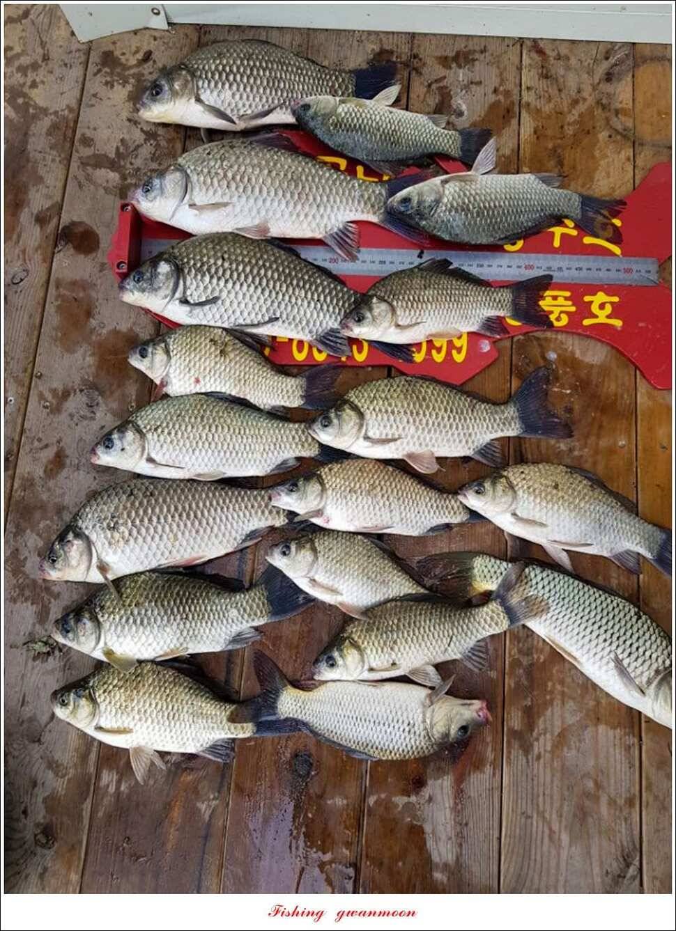 매전지화곡지돌감실리곡한버들 조황 (조황조행기 - 특파원조황)