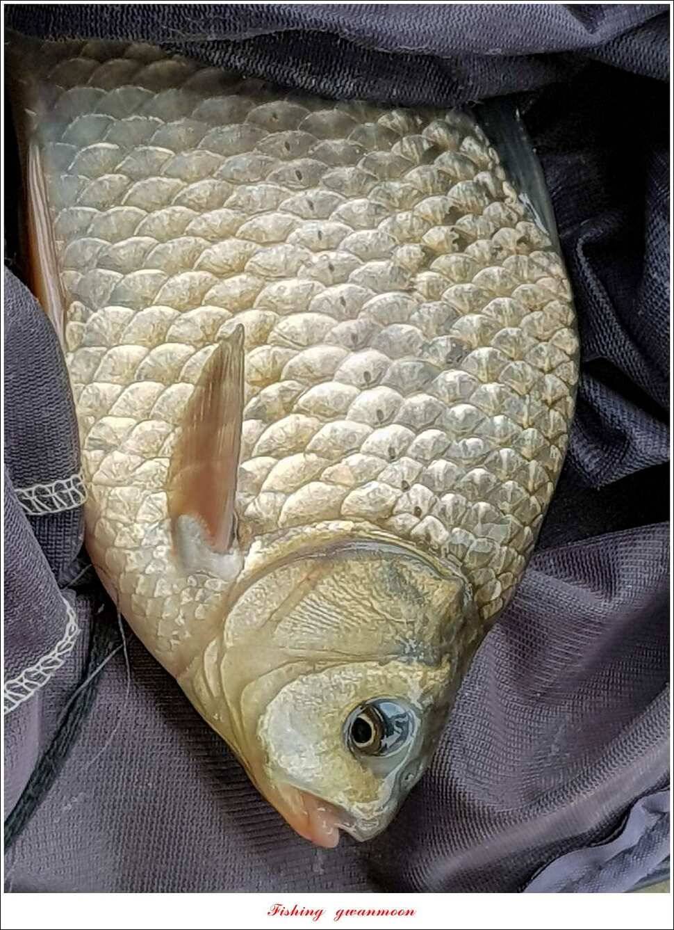 제일 47 cm 대물실리곡한버들 마릿수 월척 조황 (조황조행기 - 특파원조황)