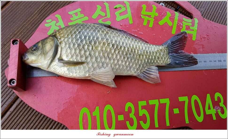 실리곡청풍 신리 월척 조황 (조황조행기 - 특파원조황)