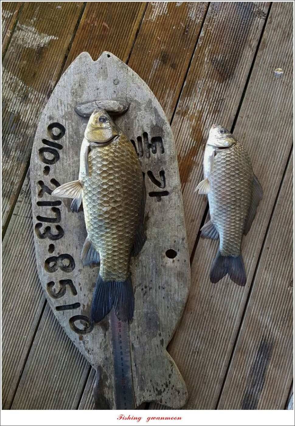 돌감 40 cm40 cm신리 42 cm 화곡지 사짜 조황 (조황조행기 - 특파원조황)
