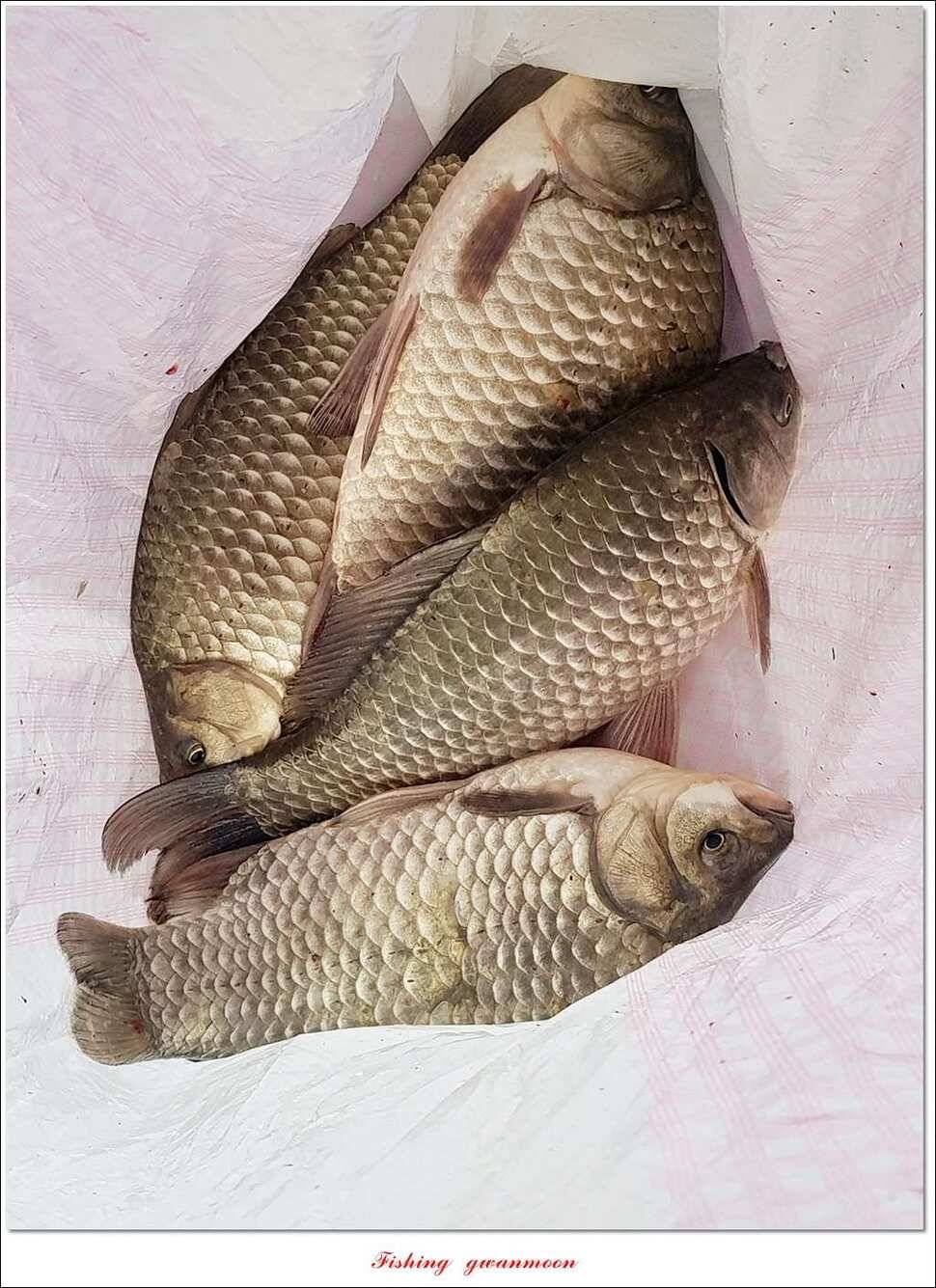 실리곡한버들 월척 및 대형 잉어 조황 (조황조행기 - 특파원조황)