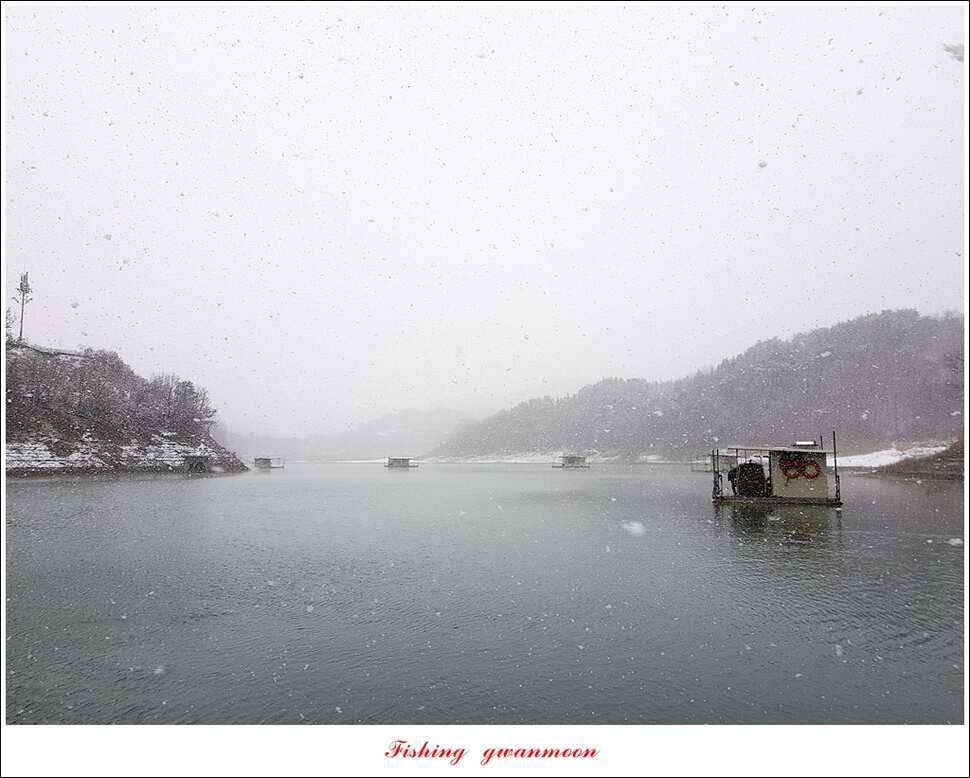 제일 47 cm 대물실리곡한버들 마릿수 월척 조황 (조황조행기 - 특파원조황)