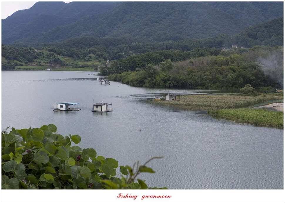 병호실리곡칠성지 허리급 월척 조황 (조황조행기 - 특파원조황)