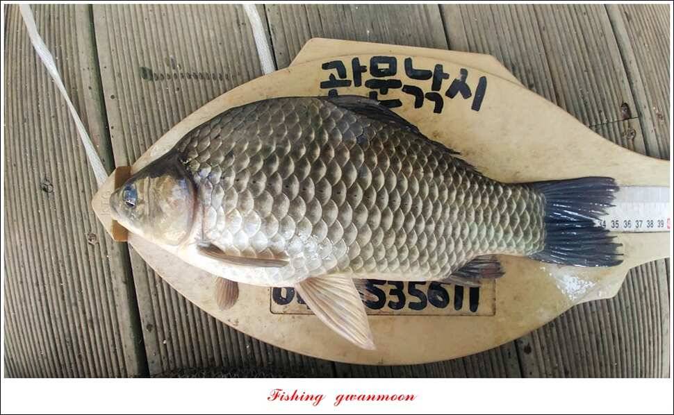 신매실리곡 월척 및 마릿수 조황 (조황조행기 - 특파원조황)