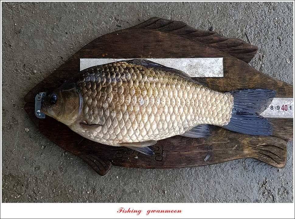 추평지 504 cm485 cm화곡지돌감실리곡 조황 (조황조행기 - 특파원조황)