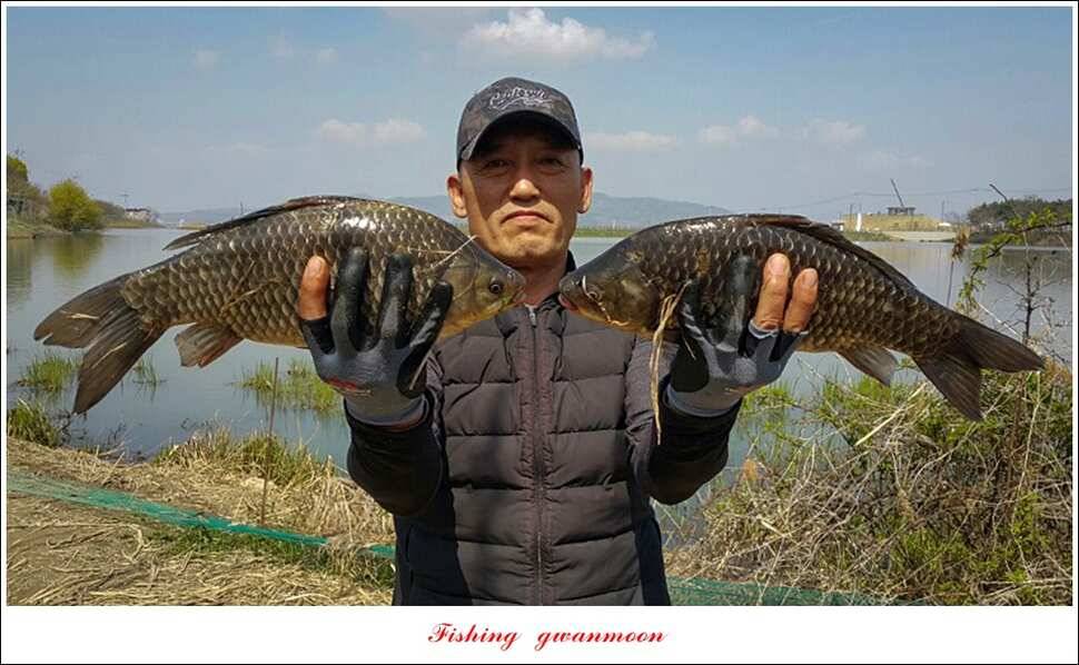 함지 마릿수 사짜실리곡 마릿수 월척 (조황조행기 - 특파원조황)
