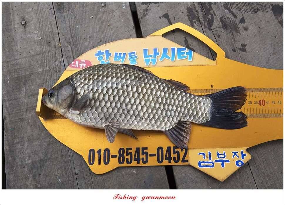 한버들실리곡매전지 조황 (조황조행기 - 특파원조황)