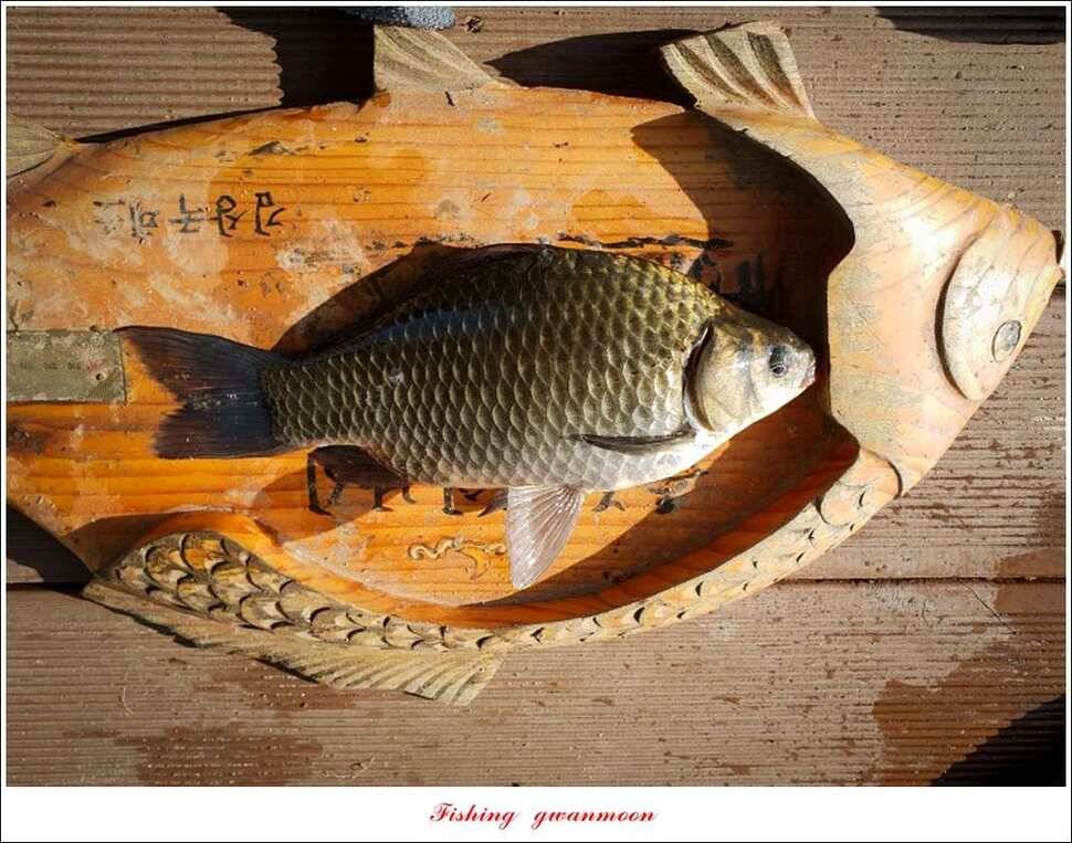 제일 낚시터 37cm35 cm 월척 및 마릿수 조황 (조황조행기 - 특파원조황)