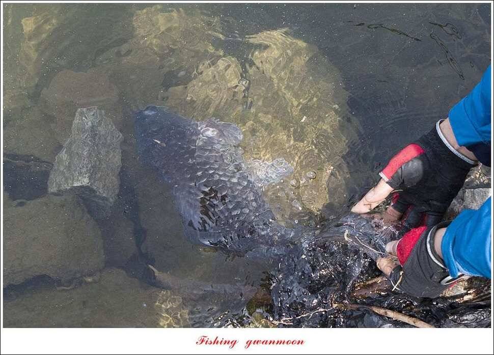 추평지 504 cm485 cm화곡지돌감실리곡 조황 (조황조행기 - 특파원조황)