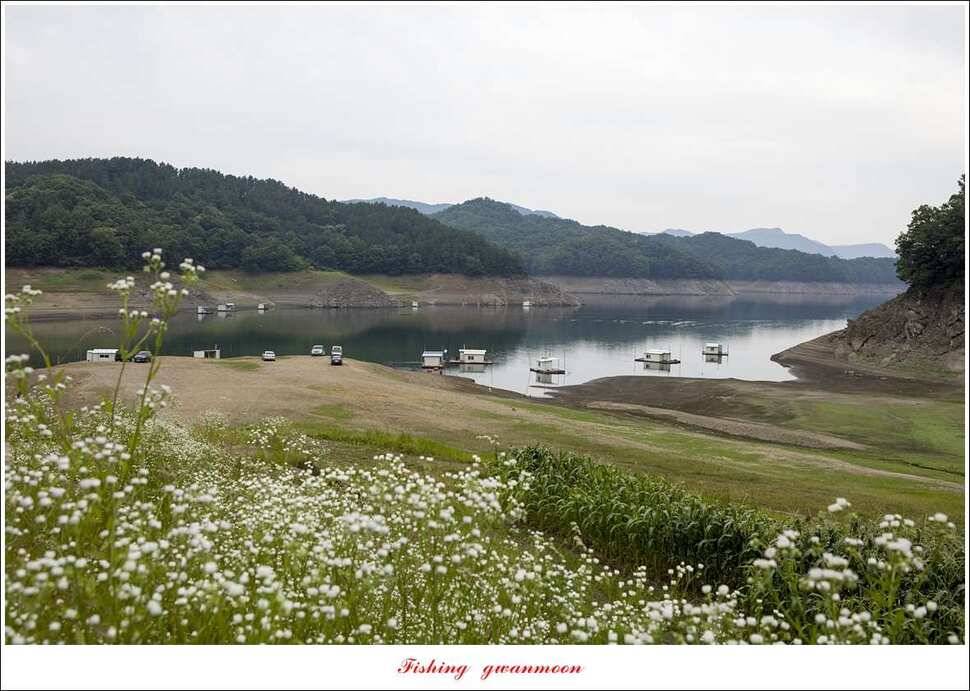신매 42 cm 외 충주호 조황 (조황조행기 - 특파원조황)