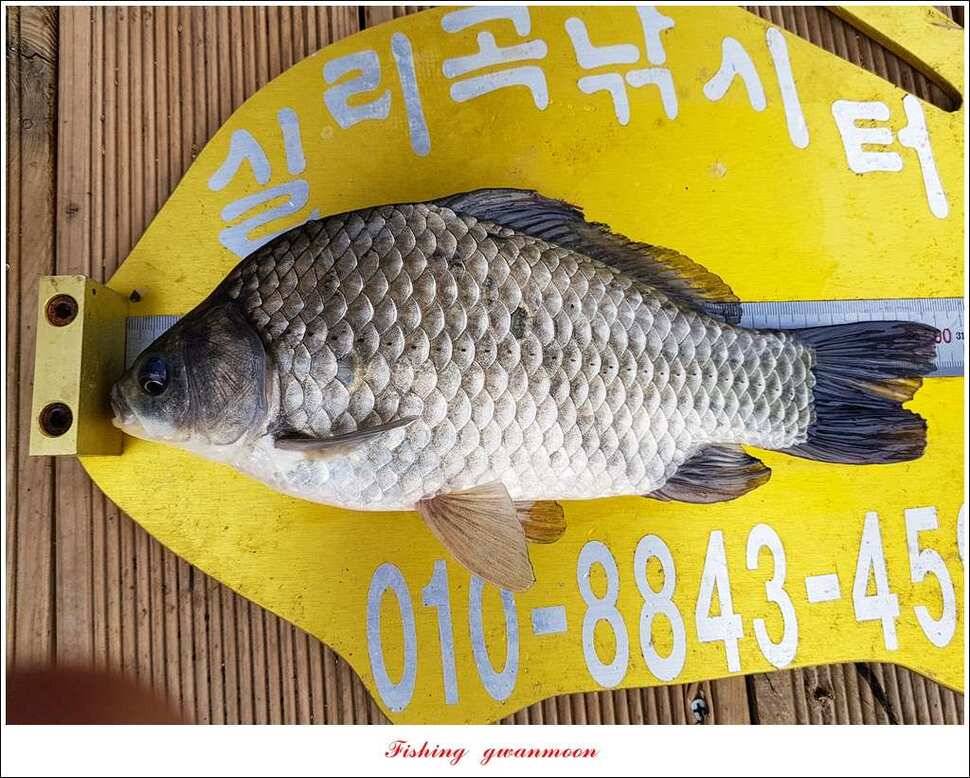 신매실리곡 월척 및 마릿수 조황 (조황조행기 - 특파원조황)