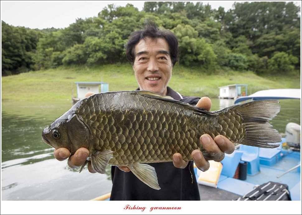 신매 415 cm돌감 41 cm대물 조황 (조황조행기 - 특파원조황)
