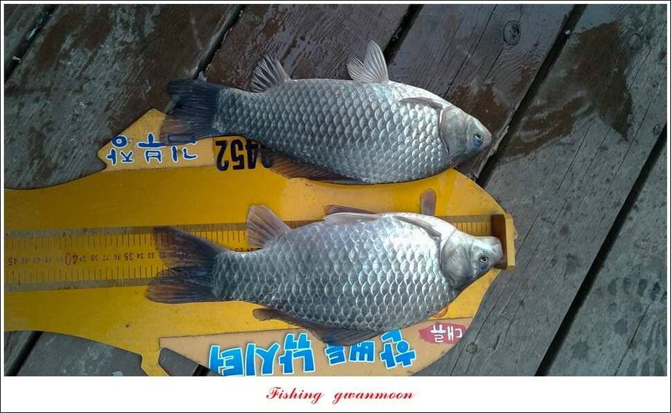 돌감한버들실리곡제일 월척 조황 (조황조행기 - 특파원조황)