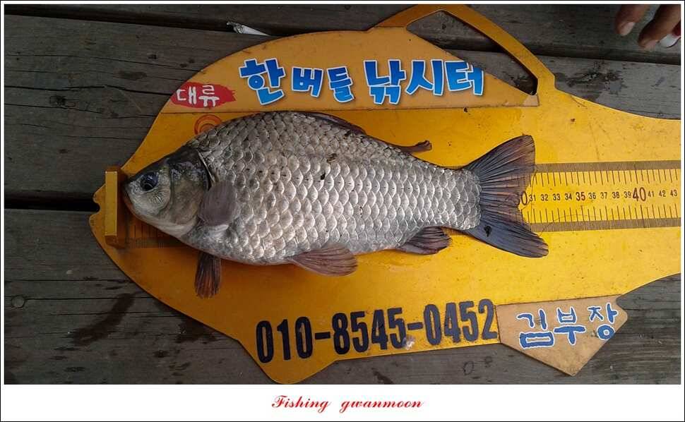 돌감한버들실리곡제일 월척 조황 (조황조행기 - 특파원조황)