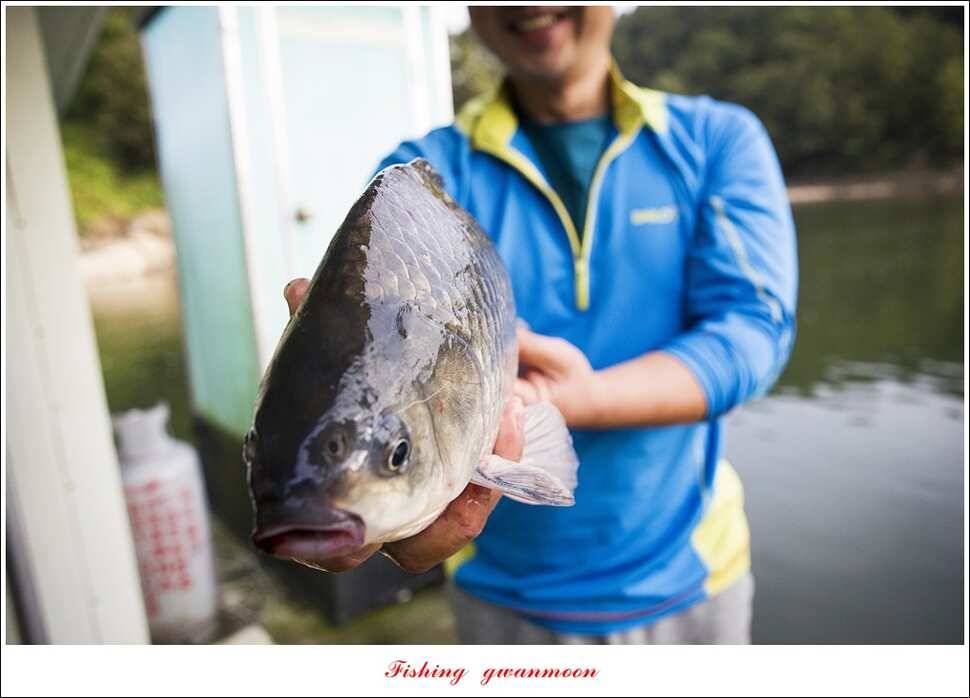 신매 사짜매전지 대물한버들 월척 조황 (조황조행기 - 특파원조황)