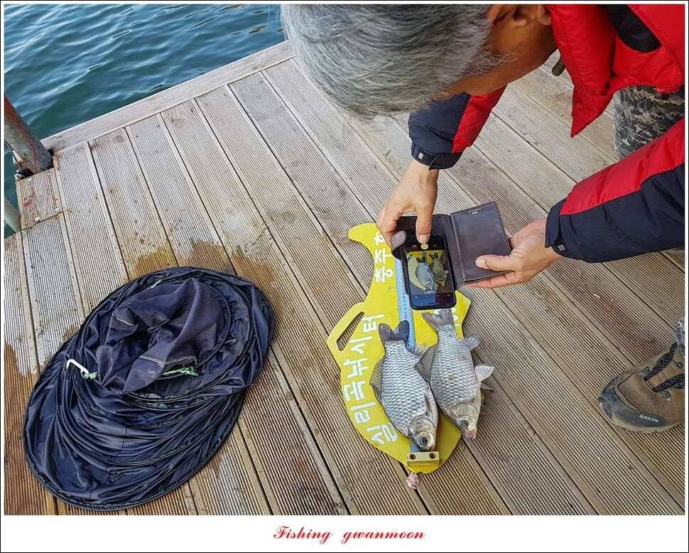 제일 47 cm 대물실리곡한버들 마릿수 월척 조황 (조황조행기 - 특파원조황)