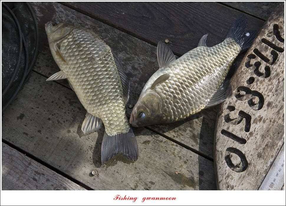 돌감 40 cm40 cm신리 42 cm 화곡지 사짜 조황 (조황조행기 - 특파원조황)