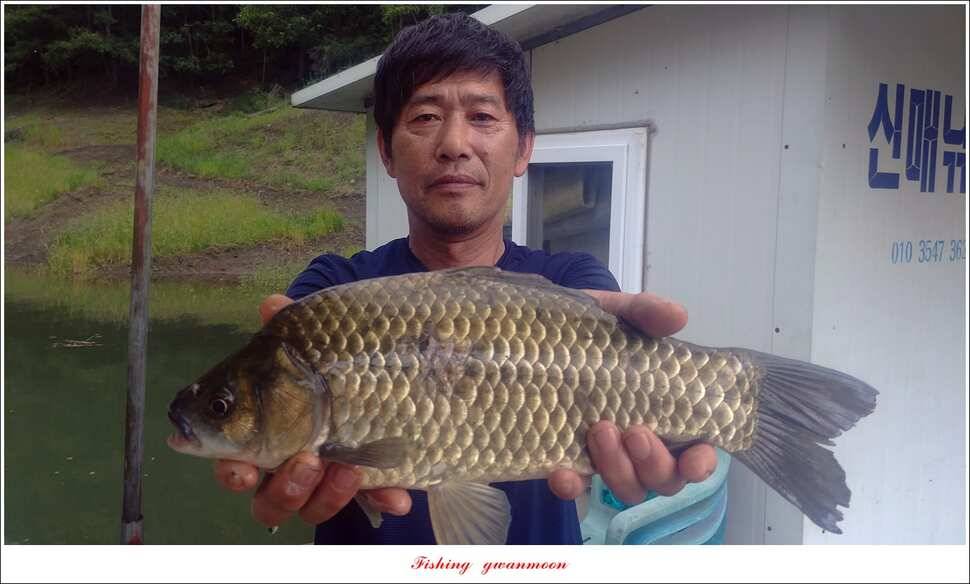 신매 405 cm서유석 장어돌감실리곡신리 월척 조황 (조황조행기 - 특파원조황)
