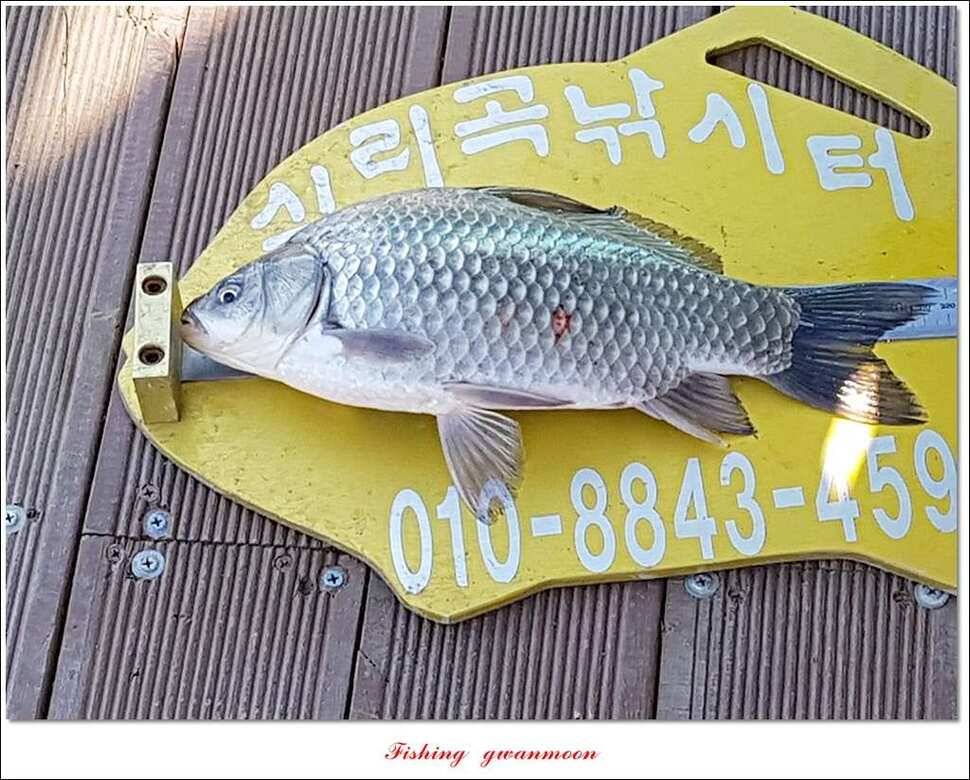 실리곡한버들 월척 및 대형 잉어 조황 (조황조행기 - 특파원조황)