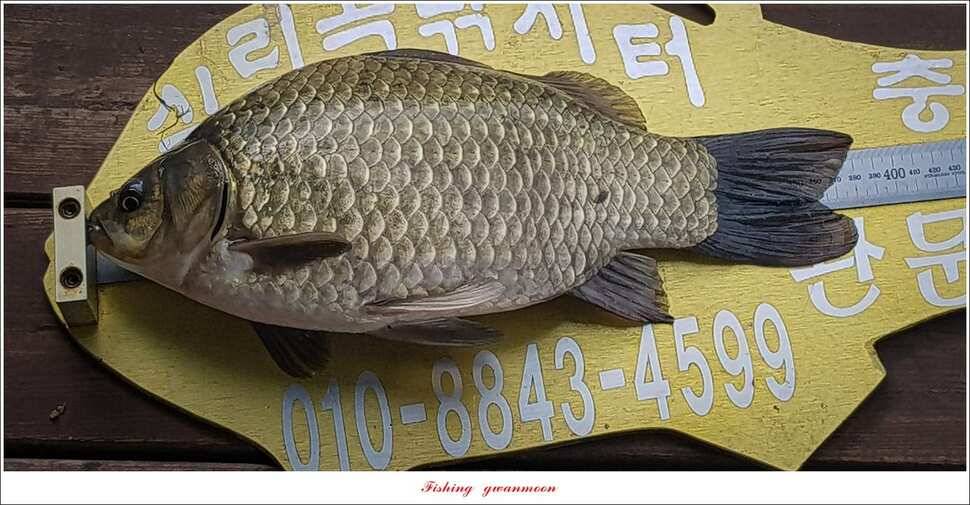 실리곡 낚시터 38 cm 및 월척 조황 (조황조행기 - 특파원조황)