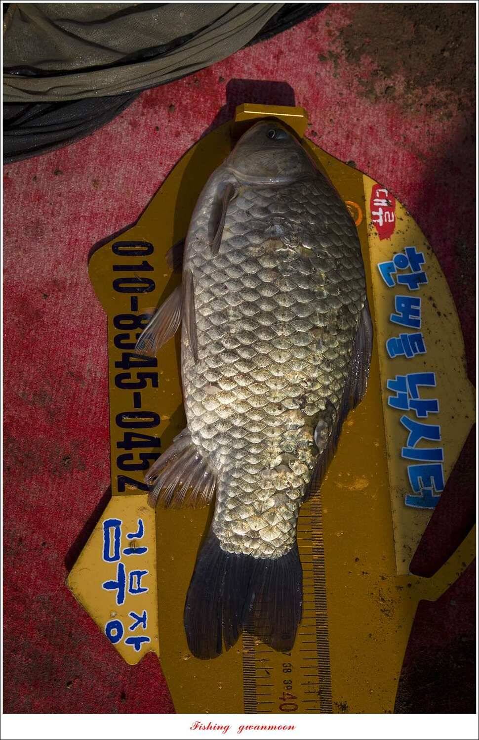 한버들 45 cm 외 사짜사짜 대박 (조황조행기 - 특파원조황)