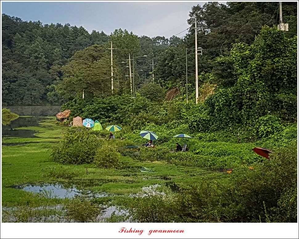 매전지화곡지돌감실리곡한버들 조황 (조황조행기 - 특파원조황)
