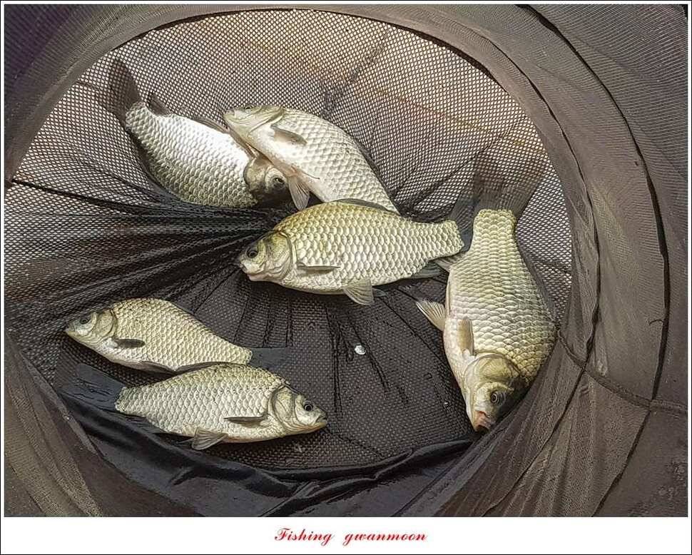 신매 42 cm 돌감 허리급한버들실리곡달천강 월척 조황 (조황조행기 - 특파원조황)